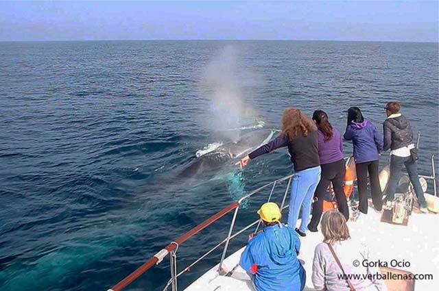 Avistamiento de ballenas y delfines saliendo en barco desde Bermeo