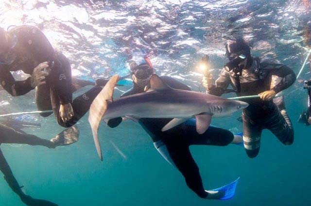 Snorkel con tiburones en Bermeo
