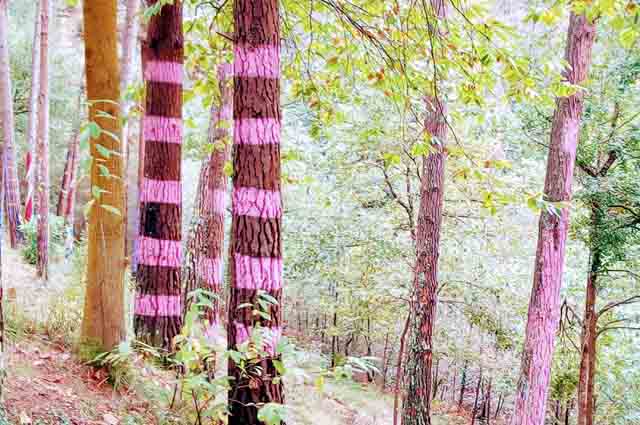 Bosque de Oma, qué ver y hacer