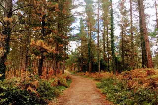 Bosque de Oma, qué ver y hacer