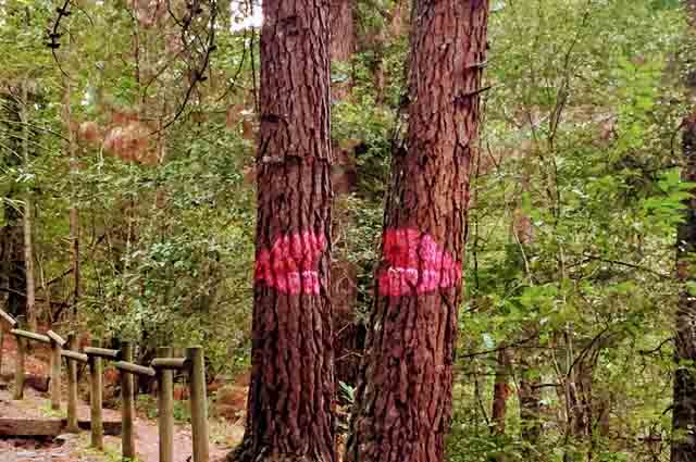 Bosque de Oma, qué ver y hacer