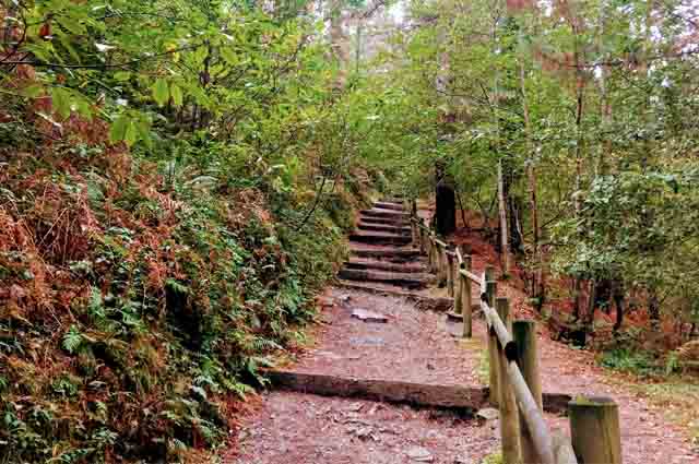 Bosque de Oma, qué ver y hacer